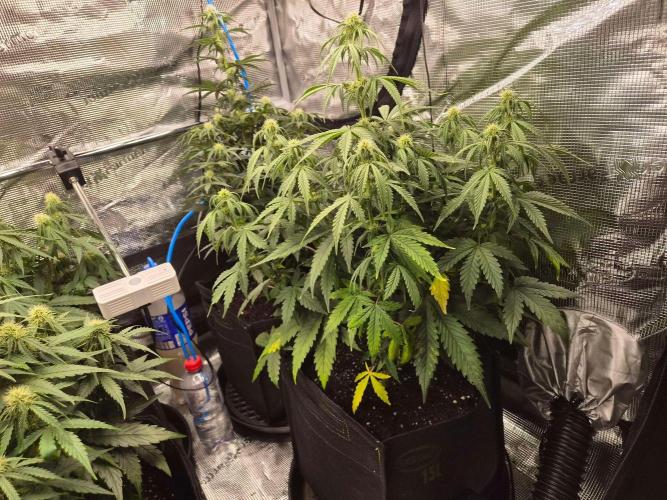 Zamnesia's Critical Automatic. Week 6
