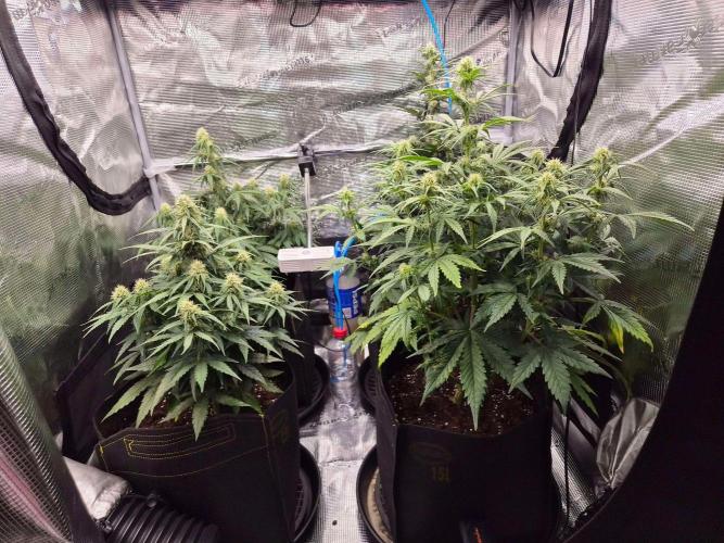 Zamnesia's Critical Automatic. Week 6 - Day 47