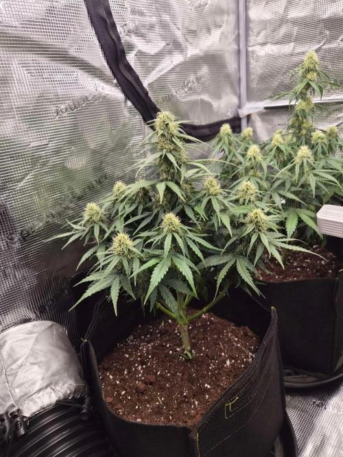 Milky Way F1 Automatic by RQS. Week 6