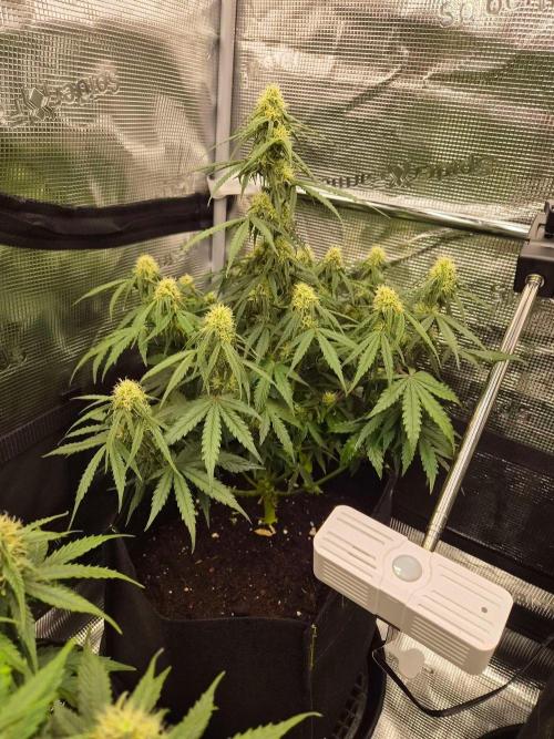 Milky Way F1 Automatic by RQS. Week 6