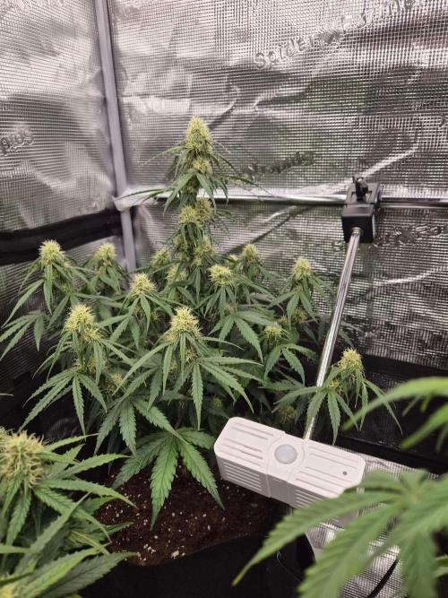 Milky Way F1 Automatic by RQS. Week 6
