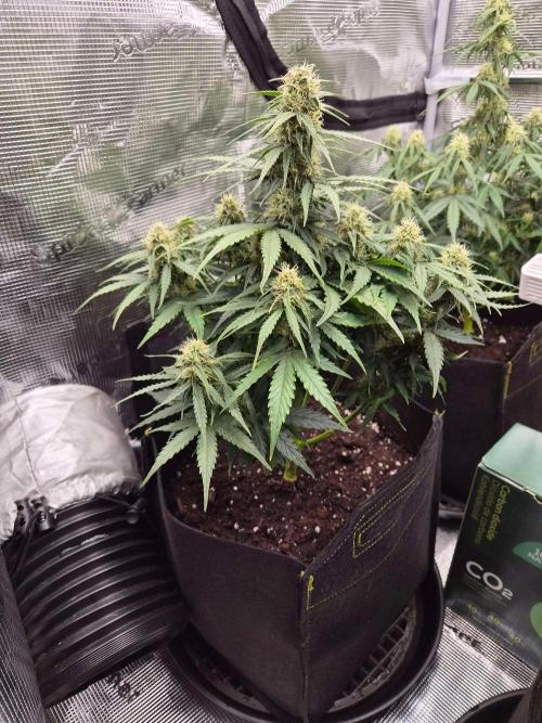 Milky Way F1 Automatic by RQS. Week 6