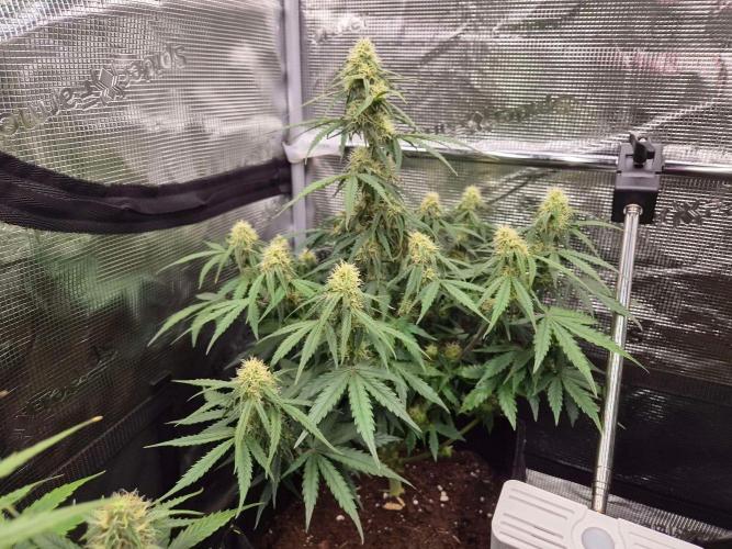 Milky Way F1 Automatic by RQS. Week 7 - Day 50 LA