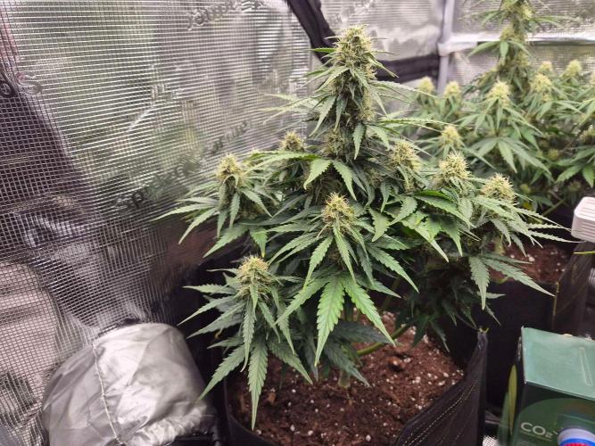 Milky Way F1 Automatic by RQS. Week 7 - Day 50 LV