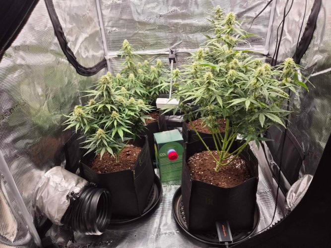 Milky Way F1 Automatic by RQS. Week 7 - Day 50 ALL