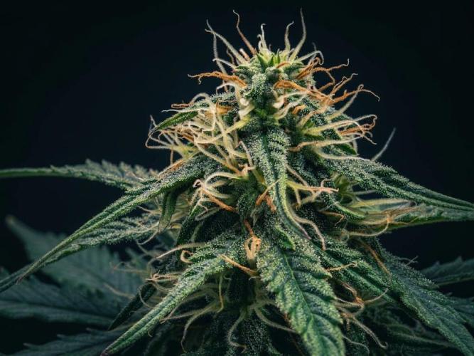 Royal Queen Seeds - Milky Way F1 Auto by tjaym