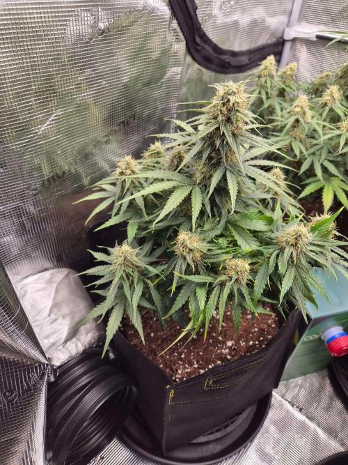 Milkyway F1 + Critical Automatic. Week 7