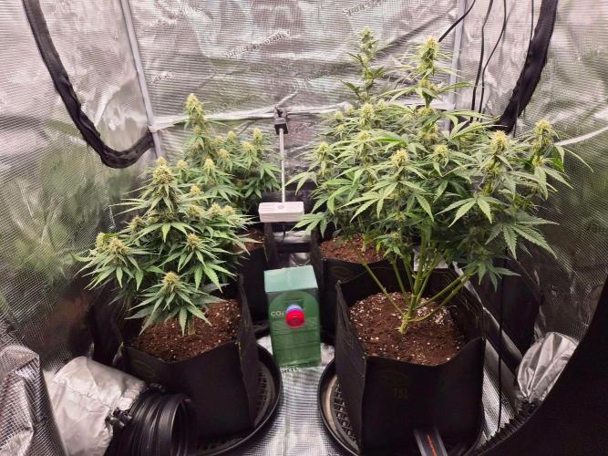 Milky Way F1 Automatic by RQS. Week 7