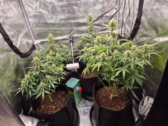 Milky Way F1 Automatic by RQS. Week 7