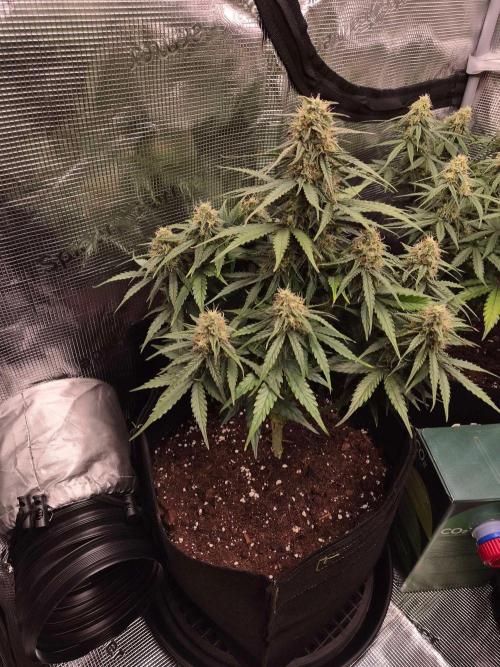 Milky Way F1 Automatic by RQS. Week 7