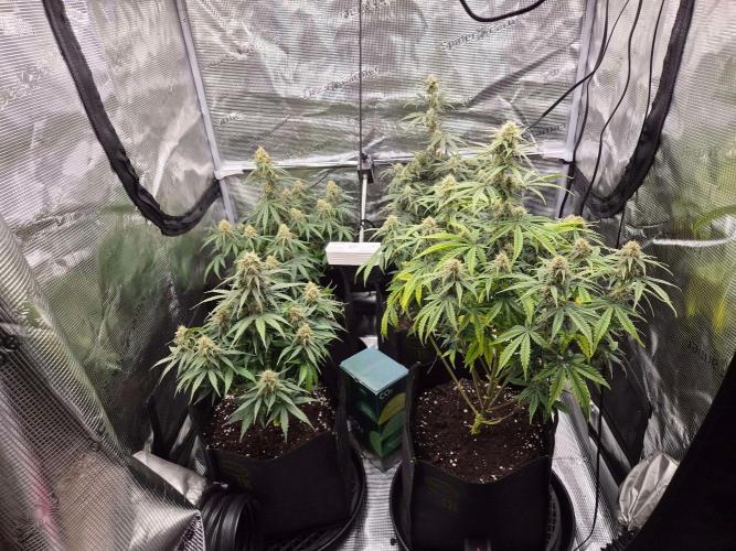 Milky Way F1 Automatic by RQS. Week 7 - Day 56