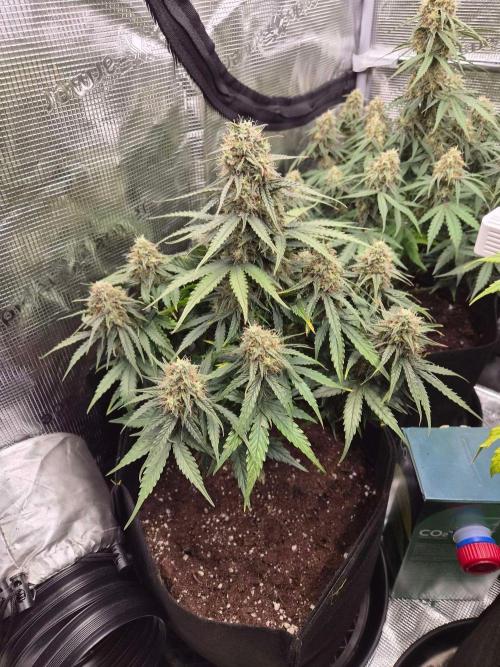 Milky Way F1 Automatic by RQS. Week 8