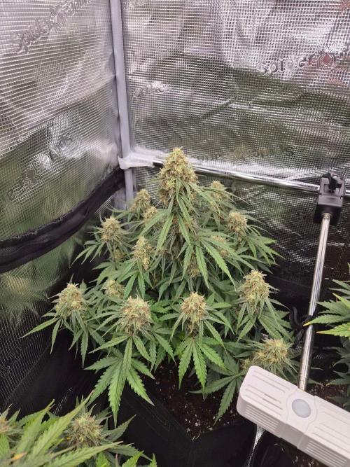 Milkyway F1 + Critical Automatic. Week 8