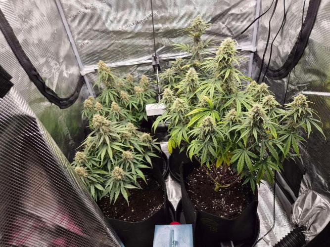 Milky Way F1 Automatic by RQS. Week 9