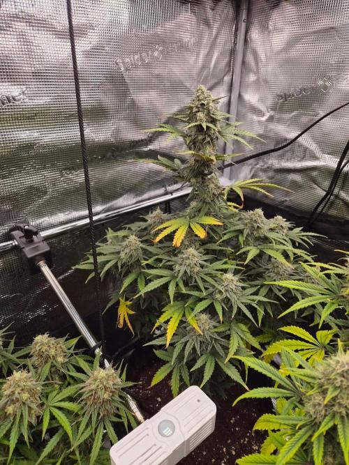 Zamnesia's Critical Automatic. Week 10 - Day 71