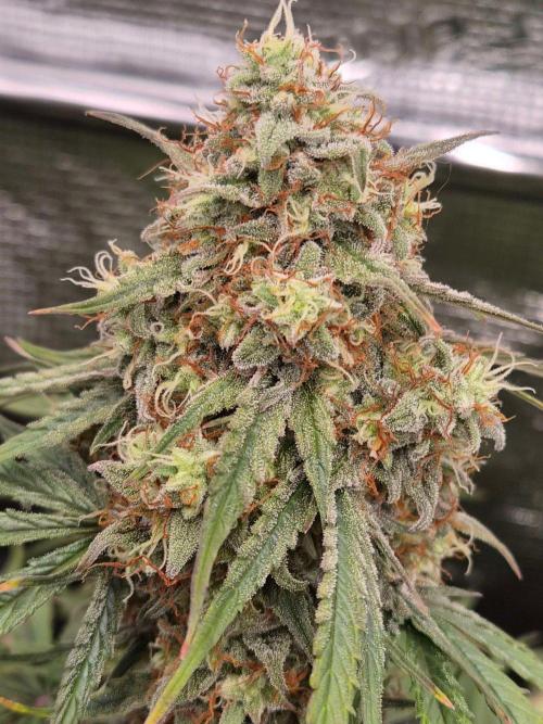 Milkyway F1 + Critical Automatic. Week 10 - Day 70
