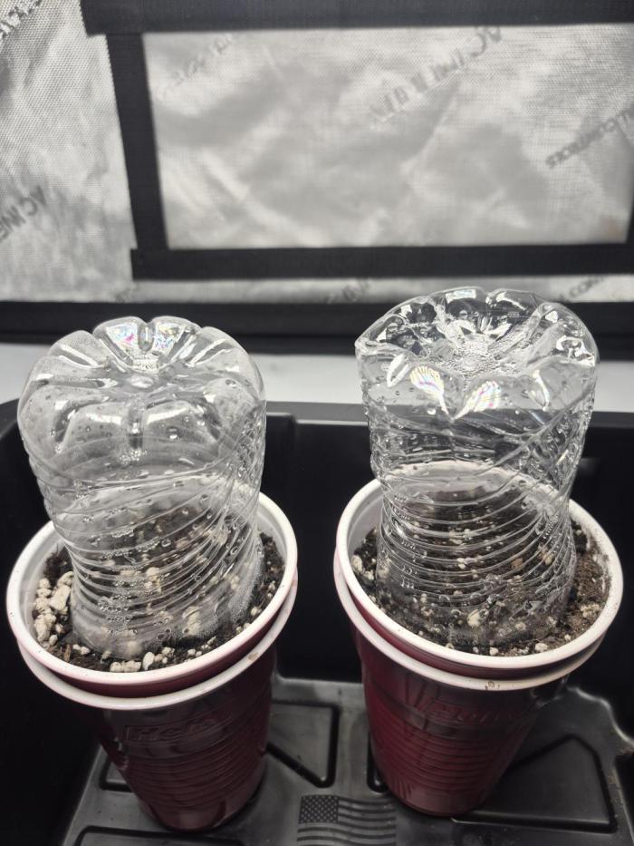 Fast Buds Mix Pack Run (1st grow). Week 0