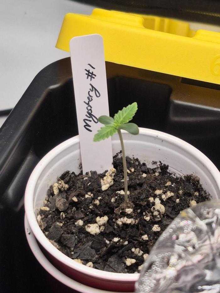 Fast Buds Mix Pack Run (1st grow). Week 1