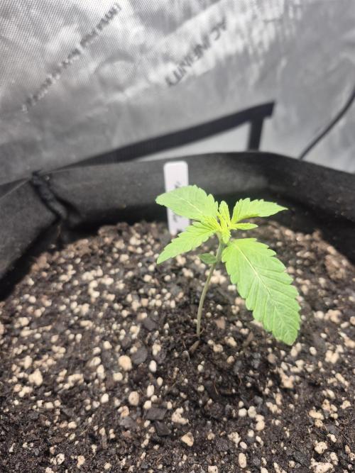 Fast Buds Mix Pack Run (1st grow). Week 2 - #1 in thr new home