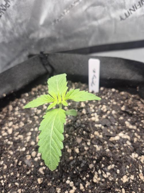 Fast Buds Mix Pack Run (1st grow). Week 2