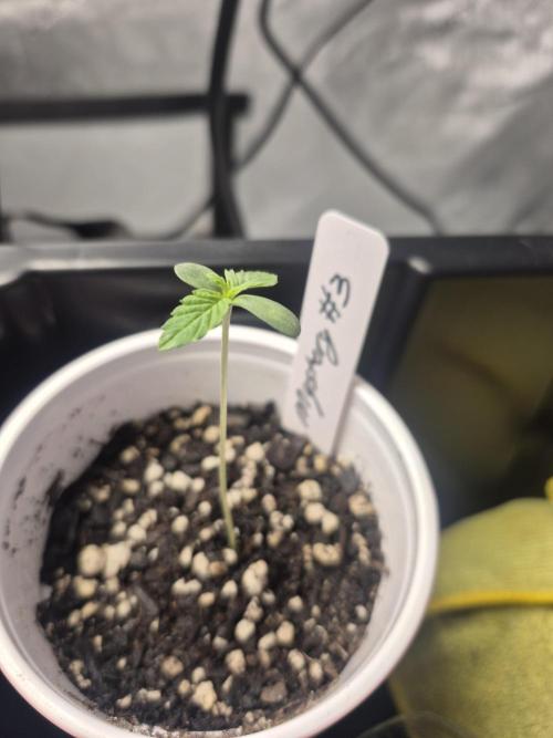 Fast Buds Mix Pack Run (1st grow). Week 2 - #2 reaching for the light because she had to start on her sisters schedule 