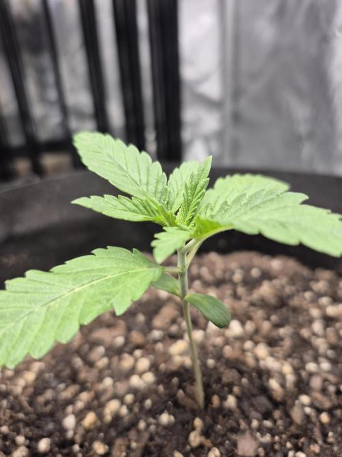 Fast Buds Mix Pack Run (1st grow). Week 3
