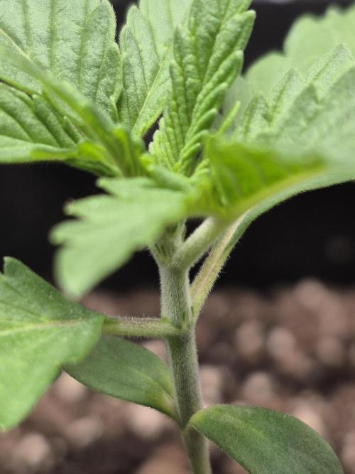 Fast Buds Mix Pack Run (1st grow). Week 3