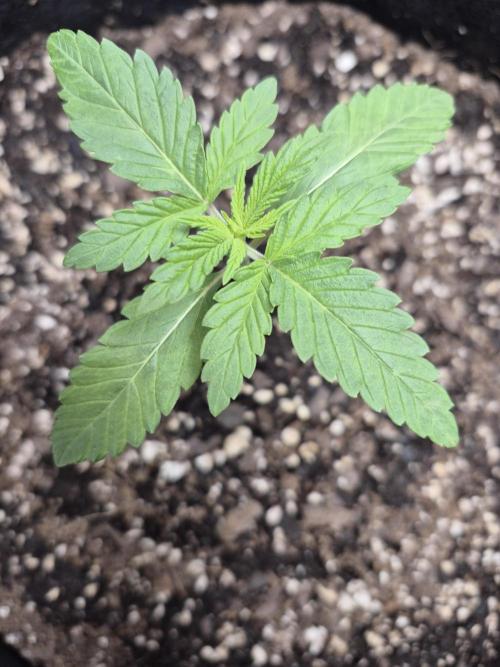 Fast Buds Mix Pack Run (1st grow). Week 3