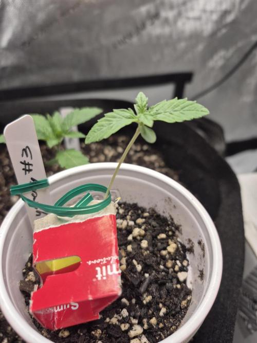 Fast Buds Mix Pack Run (1st grow). Week 3