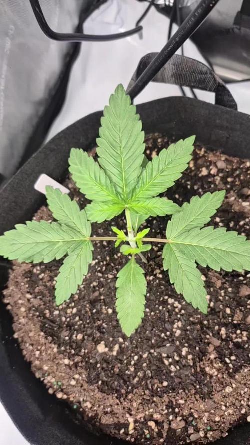 Fast Buds Mix Pack Run (1st grow)