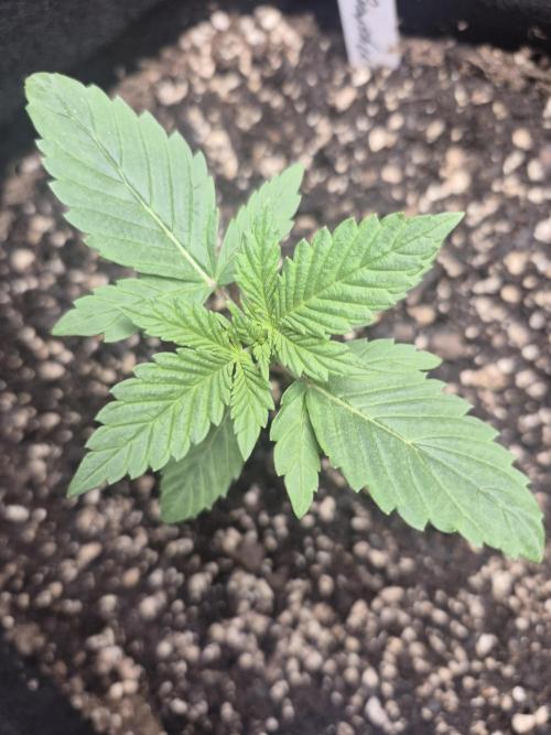 Fast Buds Mix Pack Run (1st grow). Week 3