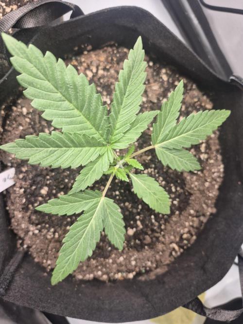 Fast Buds Mix Pack Run (1st grow). Week 3