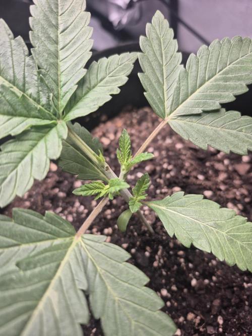 Fast Buds Mix Pack Run (1st grow). Week 3