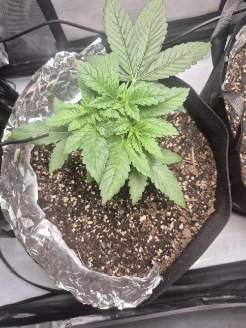 Fast Buds Mix Pack Run (1st grow). Week 4
