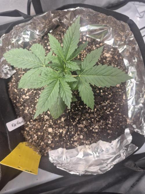 Fast Buds Mix Pack Run (1st grow). Week 4