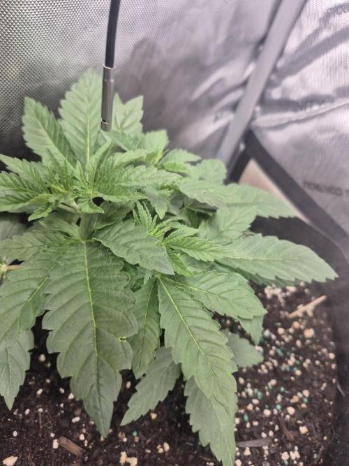 Fast Buds Mix Pack Run (1st grow). Week 4