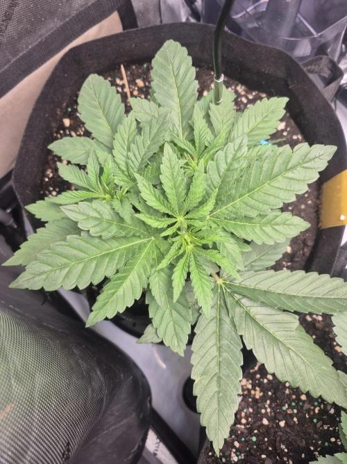 Fast Buds Mix Pack Run (1st grow). Week 4