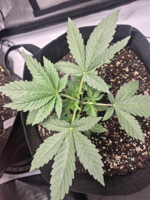 Fast Buds Mix Pack Run (1st grow). Week 4