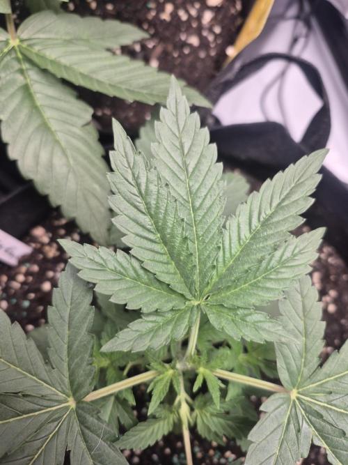 Fast Buds Mix Pack Run (1st grow). Week 4