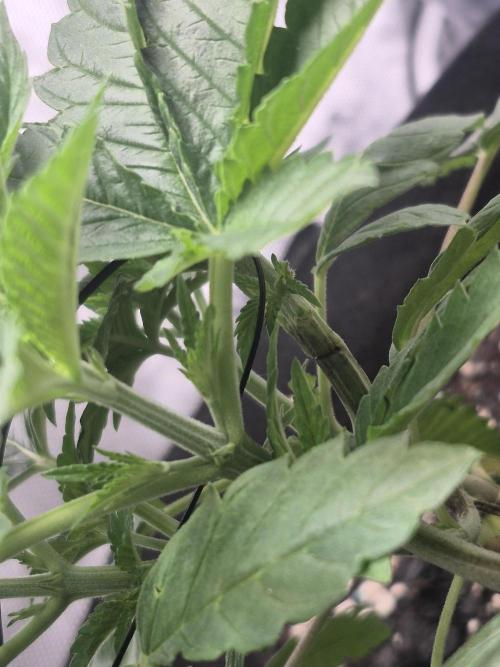 Fast Buds Mix Pack Run (1st grow). Week 4