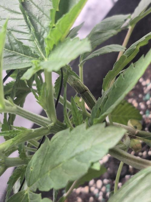 Fast Buds Mix Pack Run (1st grow). Week 4 - It wasn't a full snap only about 3 quarters through the branch. Twist tied to ti