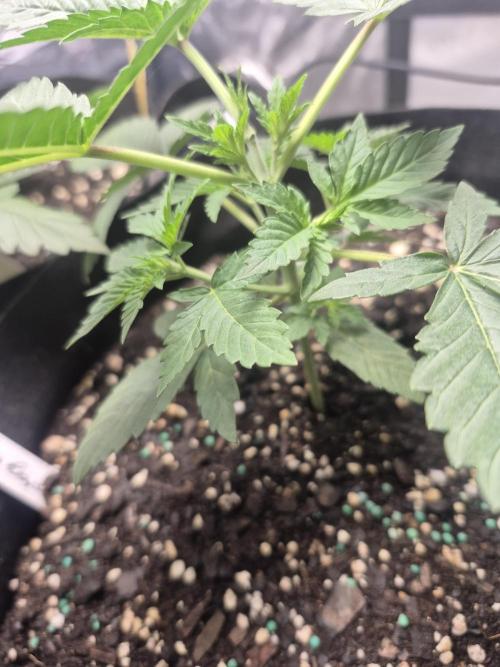 Fast Buds Mix Pack Run (1st grow). Week 4