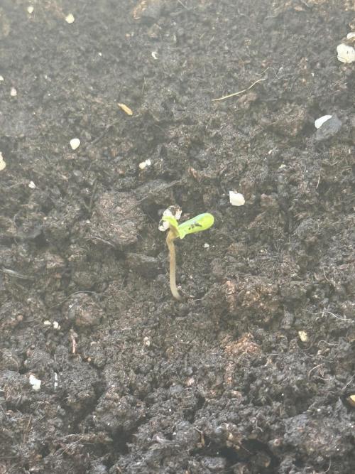 Pablo escobar. Week 0 - Semaine 1