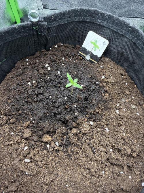 Pablo escobar. Week 0 - Semaine 2 