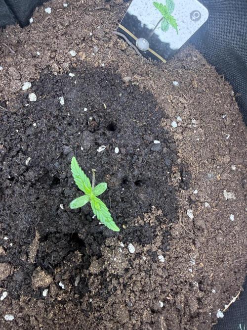 Pablo escobar. Week 0 - Semaine 3