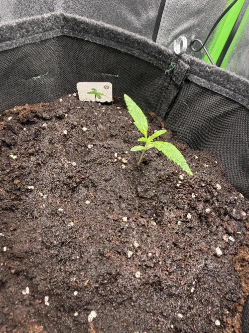 Pablo escobar. Week 4