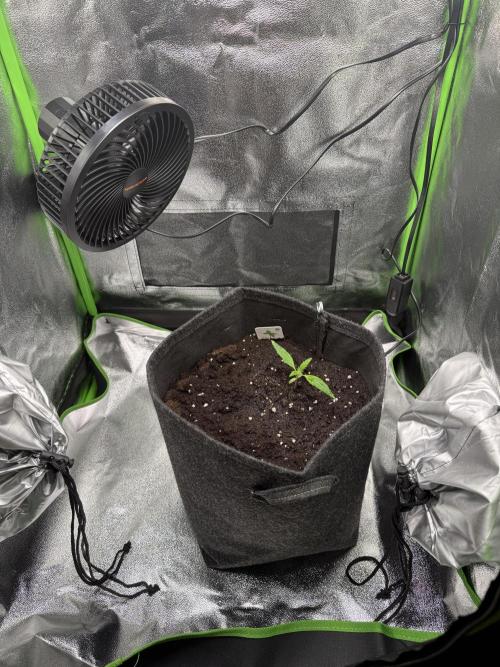 Pablo escobar. Week 4