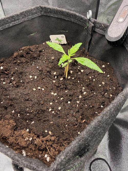 Pablo escobar. Week 4