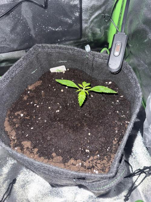 Pablo escobar. Week 4