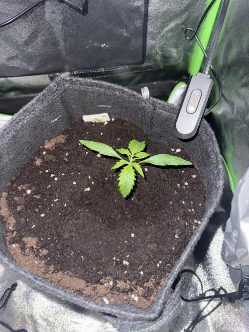 Pablo escobar. Week 4